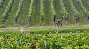 Tour in bici del Moscato di Scanzo