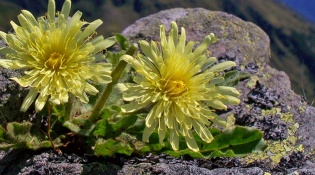 The Maslana Flora and Fauna Observatory